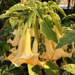 Tüplü Yoğun Kokulu Sarı Meleklerin Borazanı Brugmansia Fidanı