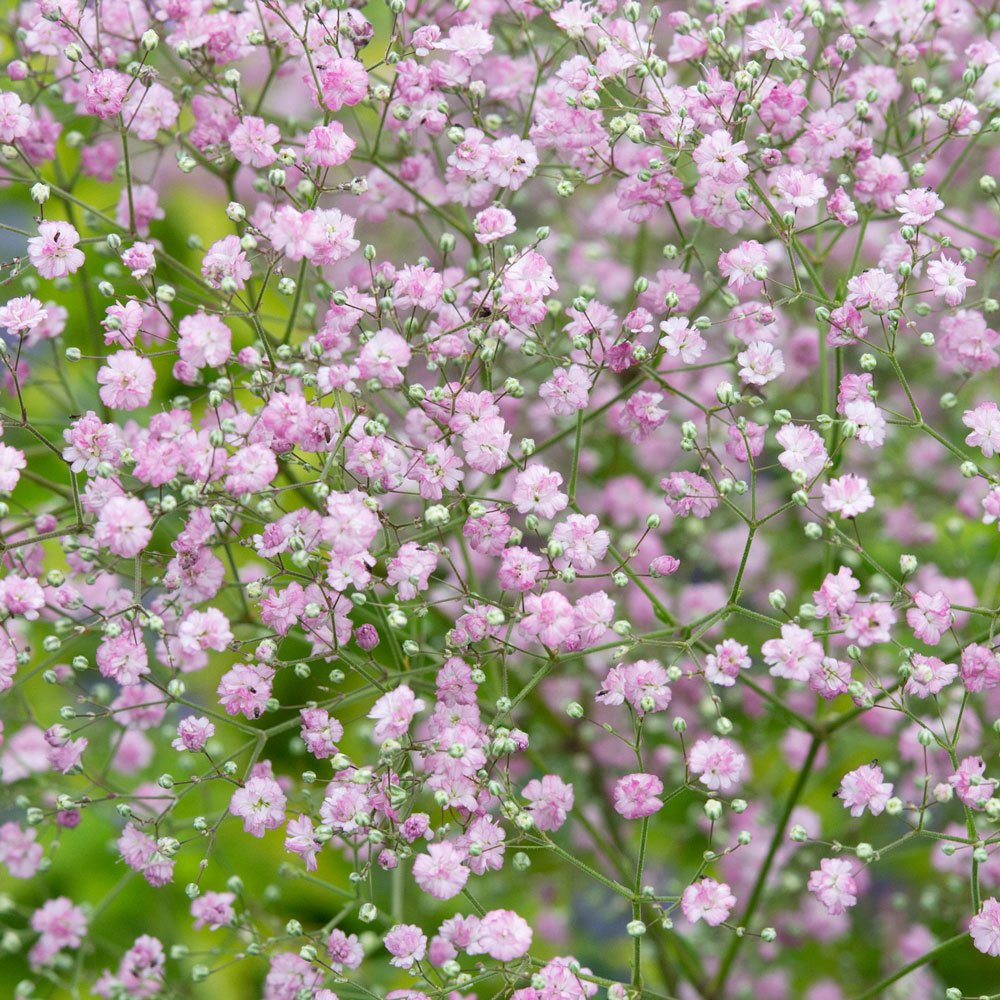 Pembe Bahar Yıldızı Çiçek Tohumu (500 tohum)