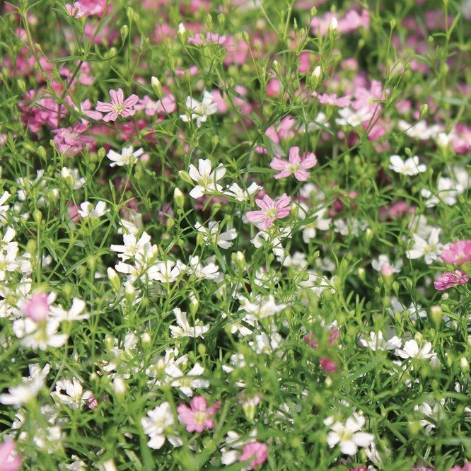 Gypsophila Elegance Mixed Karışık Bahar Yıldızı Çiçeği Tohumu (1100 tohum)