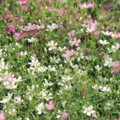 Gypsophila Elegance Mixed Karışık Bahar Yıldızı Çiçeği Tohumu (1100 tohum)