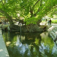 Tüplü Çınar Ağacı (Platanus Orientalis) Fidanı