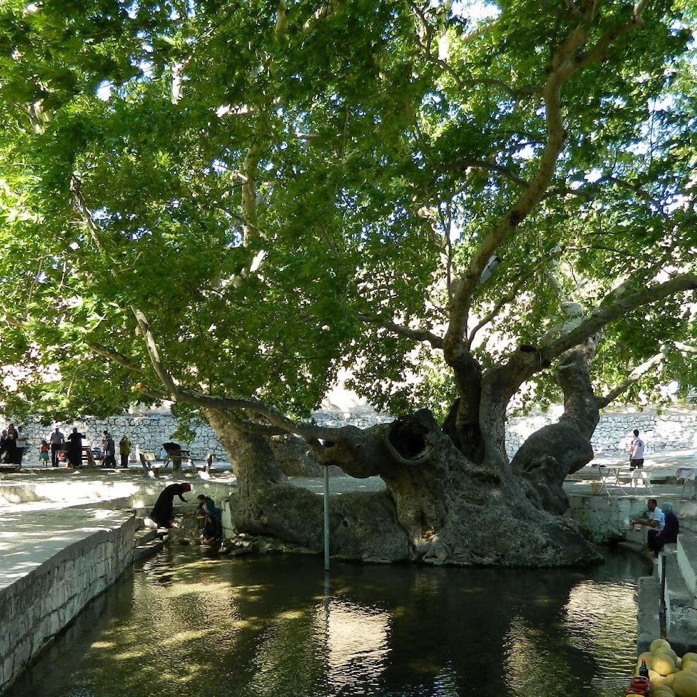 Tüplü Çınar Ağacı (Platanus Orientalis) Fidanı