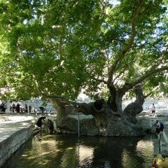 Tüplü Çınar Ağacı (Platanus Orientalis) Fidanı (250-300 cm)