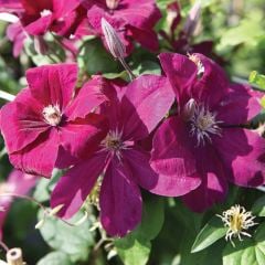 Tüplü Clematis Rouge Cardinal Çiçeği (Orman Asması) Fidanı
