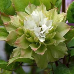 Tüplü Clematis Sen No Kaze Çiçeği (Orman Asması) Fidanı