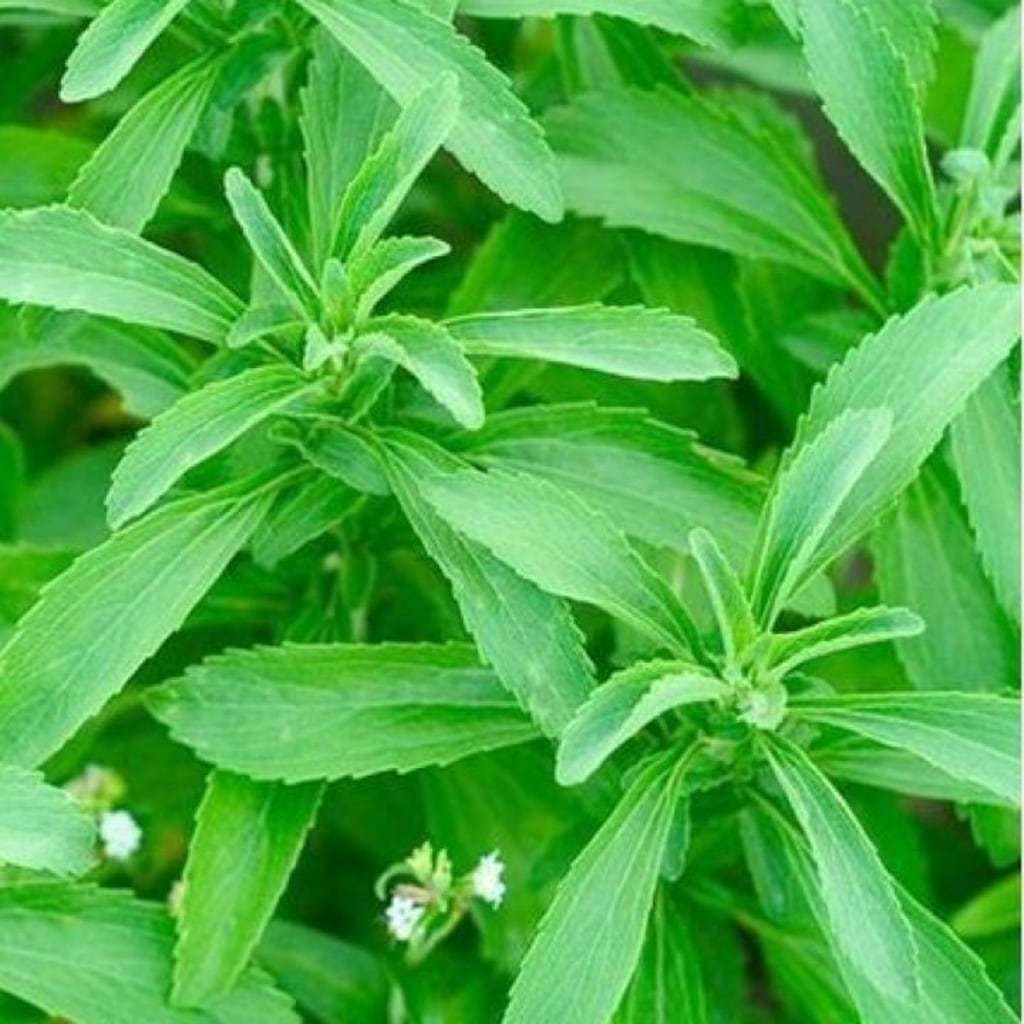 Stevia Şeker Otu  Fidesi (10 adet)