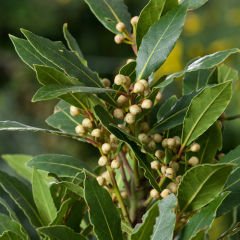 Tüplü Aromatik Defne (Laurus Nobilis) Fidanı (10 Adet)
