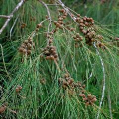 Tüplü Rüzgarkesen Demir Ağacı (Casuarina Equisetifolia) Fidanı