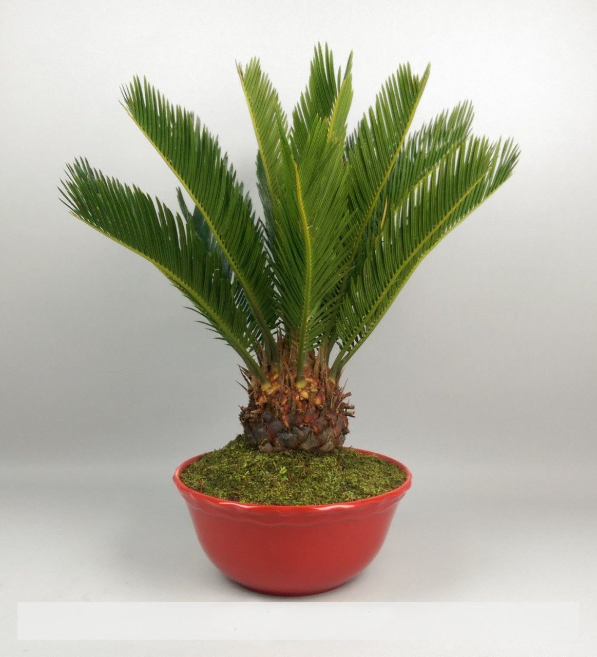 Tüplü Sikas (Cycas) Fidanı Bonsaiye Uygun