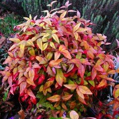 Tüplü Nadir Cennet Bambusu (Nandina Domestica) Fidanı