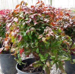 Tüplü Nadir Cennet Bambusu (Nandina Domestica) Fidanı