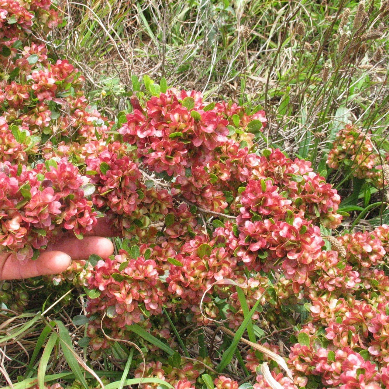 Tüplü Kıbrıs Çalısı (Dodonaea Viscosa) Fidanı