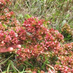 Tüplü Kıbrıs Çalısı (Dodonaea Viscosa) Fidanı