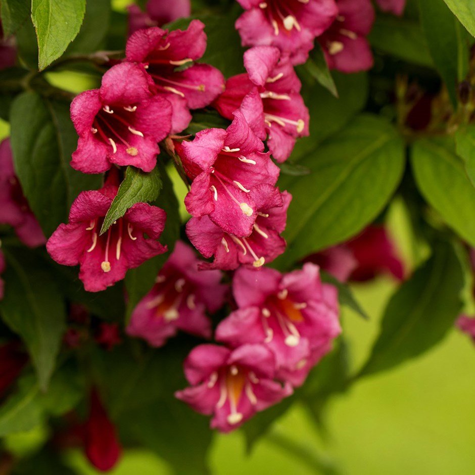Tüplü Gelin Tacı (Weigela Vangelya) Fidanı