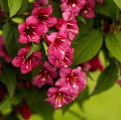 Tüplü Gelin Tacı (Weigela Vangelya) Fidanı