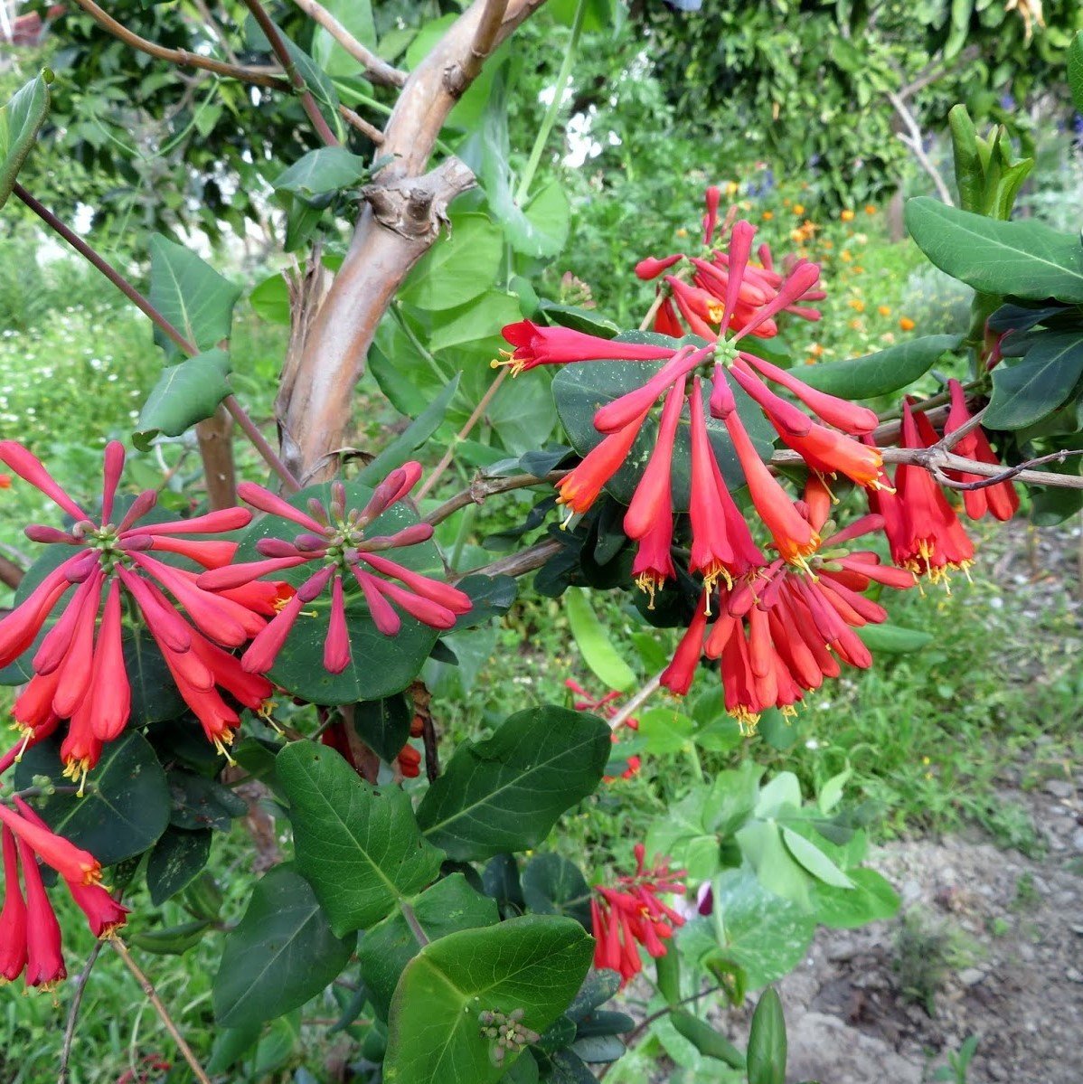 Tüplü Lonicera Sempervirens Trompet Hanımeli Fidanı