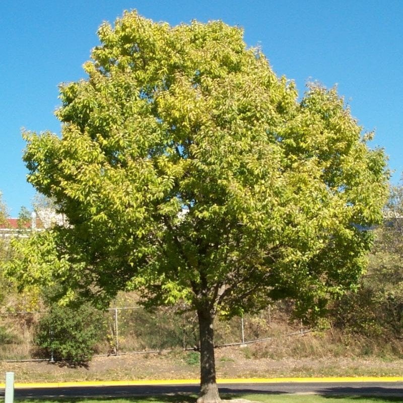 Tüplü Gürgen Ağacı (Carpinus Betulus) Fidanı