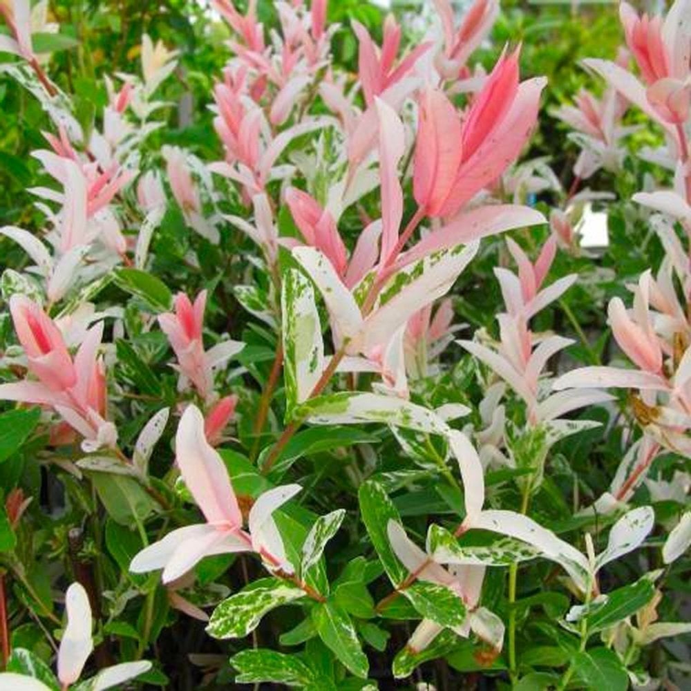 Tüplü Japon Söğüdü (Salix İntegra) Fidanı