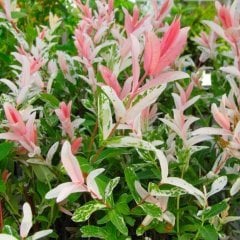 Tüplü Japon Söğüdü (Salix İntegra) Fidanı