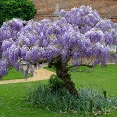 Tüplü Yoğun Kokulu Wisteria Sinensis Mor Salkım Fidanı (70-100 Cm)