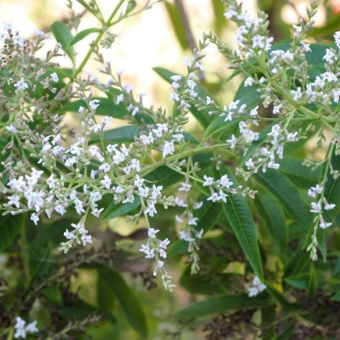 Tüplü Yoğun Kokulu Limon Otu Çiçeği (Aloysia Triphylla) Fidanı