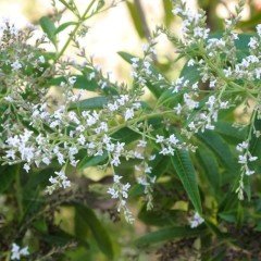 Tüplü Yoğun Kokulu Limon Otu Çiçeği (Aloysia Triphylla) Fidanı