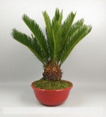 Tüplü Sikas (Cycas) Fidanı Bonsaiye Uygun (5 Yaş Büyük Saksı)