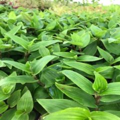 Tradescantia Albiflora Telgraf Çiçeği Fidesi (3 Fide)