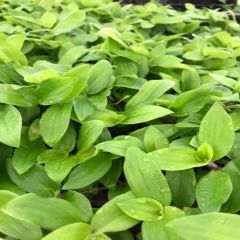 Tradescantia Flumensis Telgraf Çiçeği Fidesi (5 Fide)