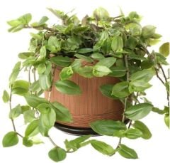 Tradescantia Flumensis Telgraf Çiçeği Fidesi (5 Fide)
