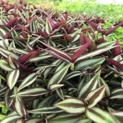 Alacalı Yapraklı Tradescantia Zebrina Telgraf Çiçeği Fidesi (5 Fide)