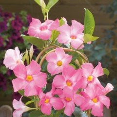 Tüplü Pembe Renkli Mandevilla Çiçeği Fidanı (20-40 cm)