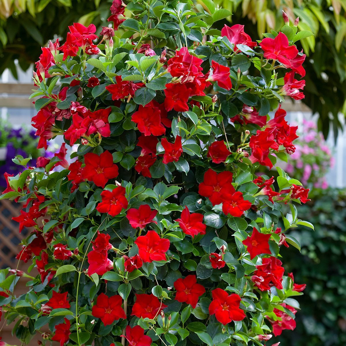 Tüplü Kırmızı Mandevilla Çiçeği Fidanı 20-40 cm