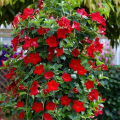 Tüplü Kırmızı Mandevilla Çiçeği Fidanı 20-40 cm