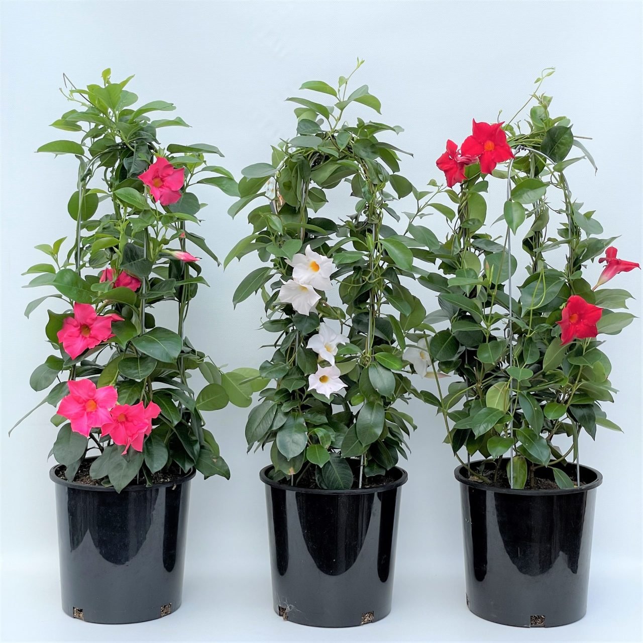 Tüpü Karışık Mandevilla Çiçeği Fidanı (20-40 cm 5 adet)