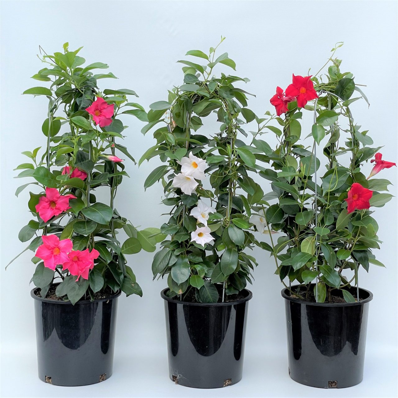Tüpü Karışık Mandevilla Çiçeği Fidanı (20-40 cm 2 adet)