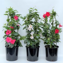 Tüpü Karışık Mandevilla Çiçeği Fidanı (20-40 cm 2 adet)