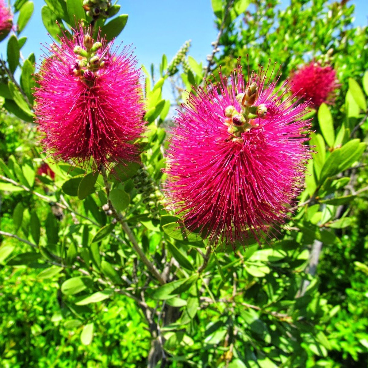 Tüplü Fırça Çalısı (Callistemon citrinus) Limon At Kuyruğu Fidanı