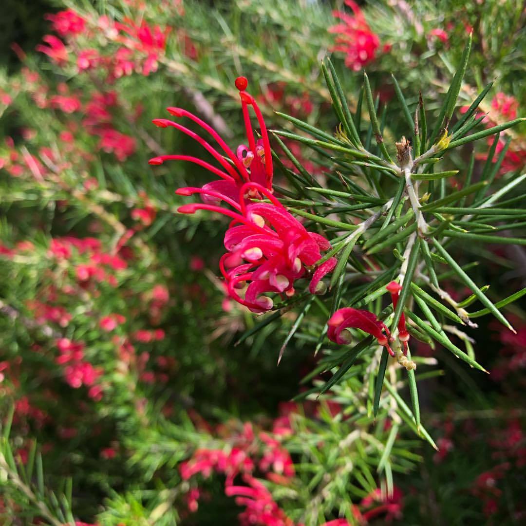 Tüplü Gravilla Çalısı (Grevillea Juniperina) Fidanı