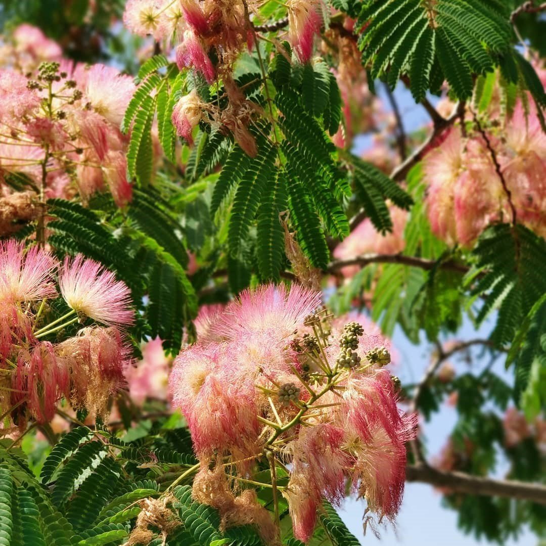 Tüplü Albizzia julibrissin Gülibrişim İpek Ağacı Fidanı (80-120 cm)