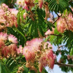 Tüplü Albizzia julibrissin Gülibrişim İpek Ağacı Fidanı (80-120 cm)