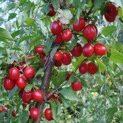 Tüplü İri Meyveli Kızılcık Fidanı (120-150 cm)