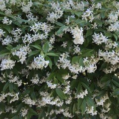 Tüplü Kokulu Lonicera Caprifolium Hanım Eli Fidanı