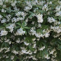 Tüplü Kokulu Lonicera Caprifolium Hanım Eli Fidanı (10 Adet)