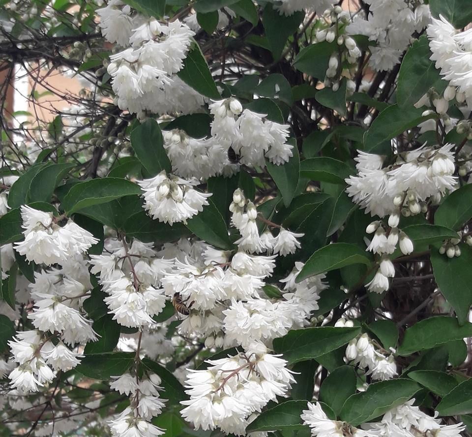 Tüplü Havlu Püskülü (Deutzia Gracilis) Fidanı