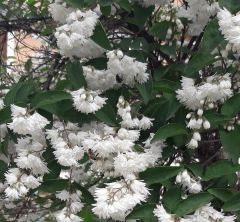 Tüplü Havlu Püskülü (Deutzia Gracilis) Fidanı