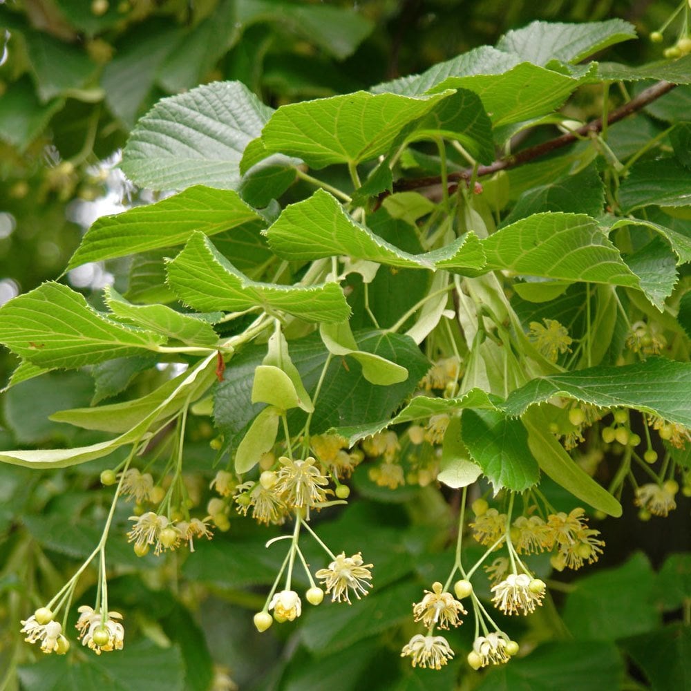 Tüplü Yoğun Kokulu Ihlamur Ağacı Tilia Fidanı 10-30 cm (10 Adet)