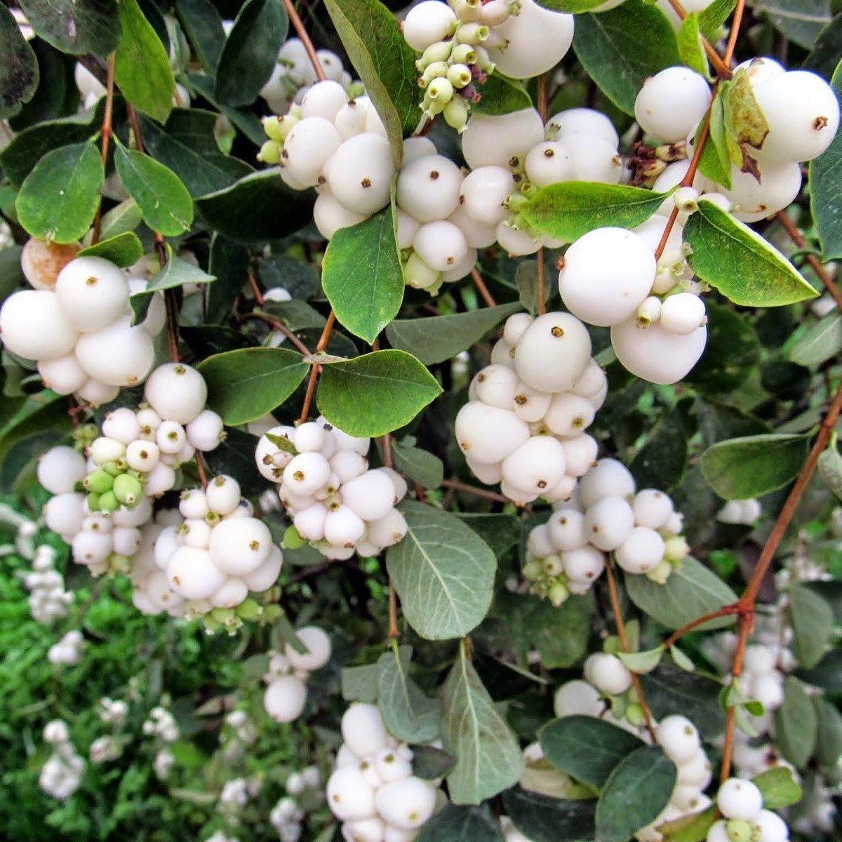Tüplü İnci Çalısı (Symphoricarpos) Fidanı