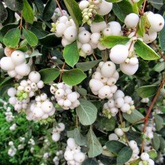 Tüplü İnci Çalısı (Symphoricarpos) Fidanı