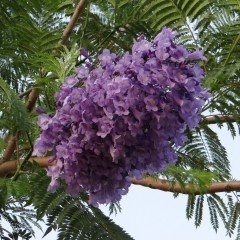 Tüplü Jacaranda (Jakaranda) Ağacı Fidanı